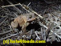 /home//u458753944/public_html/sourcegallery/////////////////////////////////////////////Roxborough Toad Detour/2013-2019/2016/2016-03-31/P3310520.JPG